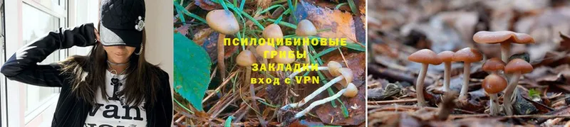 Псилоцибиновые грибы Psilocybe  кракен ТОР  Грязовец 